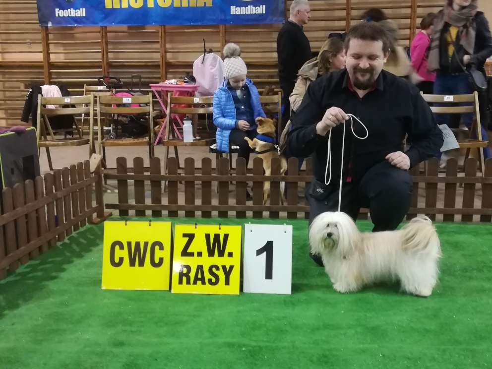 Hawańczyk NELA zwycięża wystawę w rasie